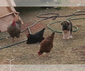 Anatolian Pyrenees Dog Breeder near WELLSTON, OK, USA