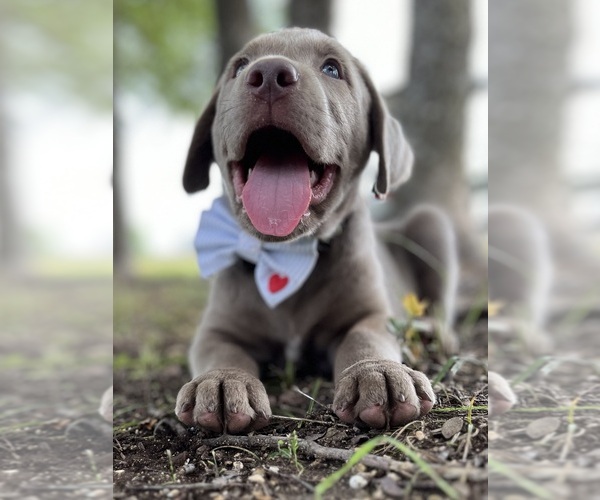 Medium Photo #20  Breeder Profile in MORGAN, TX, USA