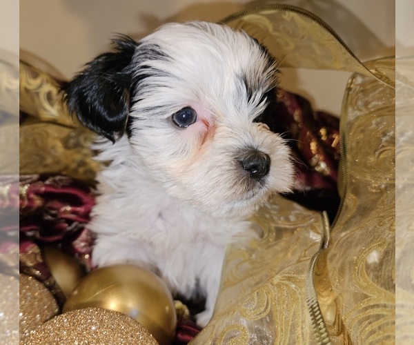 Medium Photo #5  Breeder Profile in DARLINGTON, SC, USA