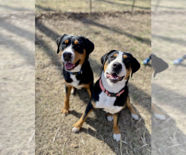 Medium Photo #2  Breeder Profile in ARNOLD, MO, USA