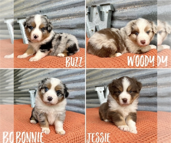 Medium Photo #1  Breeder Profile in COUNCIL HILL, OK, USA