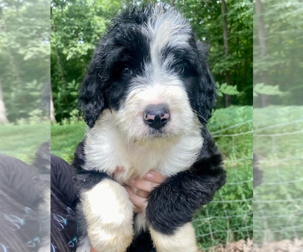 Medium Photo #1  Breeder Profile in CROMWELL, KY, USA