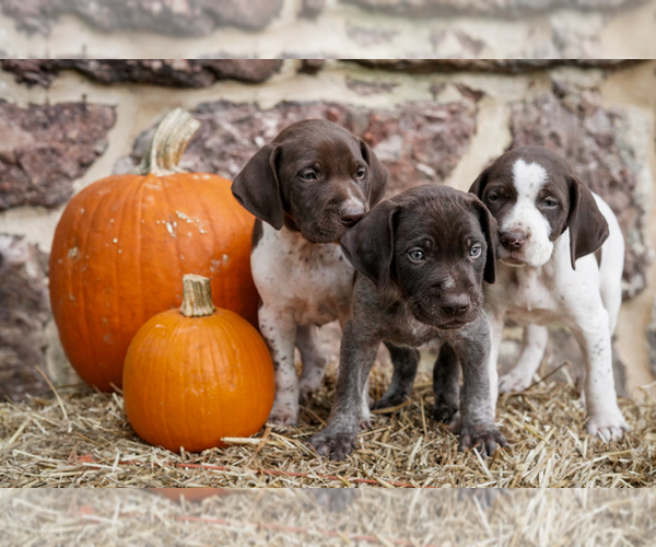 Medium Photo #1  Breeder Profile in HANOVER, PA, USA