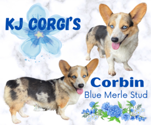 Pembroke Welsh Corgi-Welsh Cardigan Corgi Mix Dog Breeder in COOKEVLE,  USA