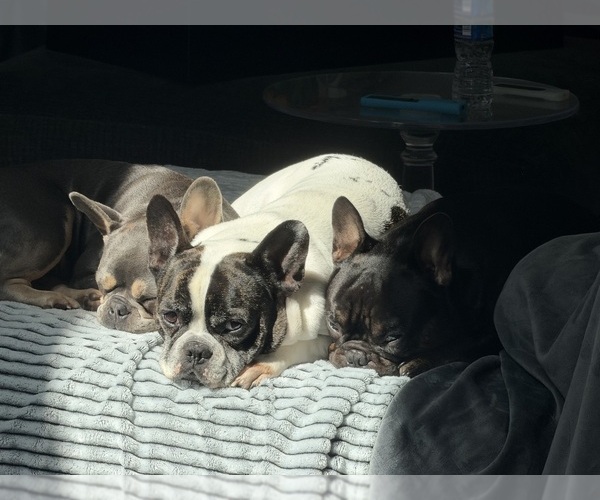 Medium Photo #7  Breeder Profile in TAMPA, FL, USA