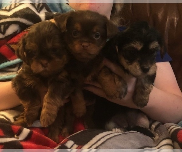 Medium Photo #12  Breeder Profile in SCOTTSDALE, AZ, USA