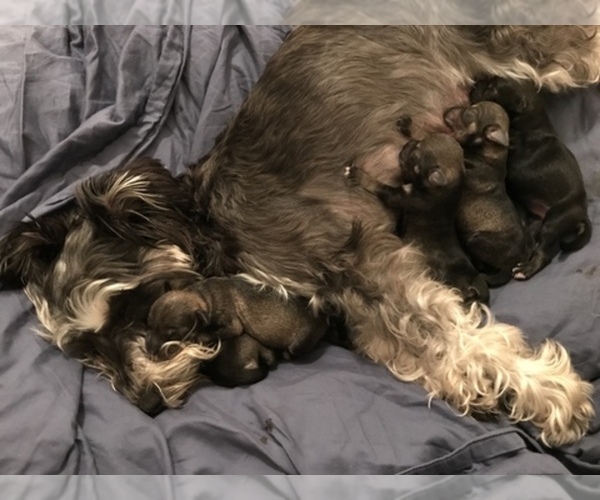 Medium Photo #1  Breeder Profile in WATERBURY, CT, USA