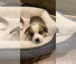 Small #9 Breeder Profile image