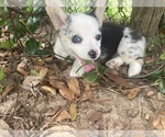 Small #28 Breeder Profile image