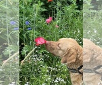 Small #3 Breeder Profile image