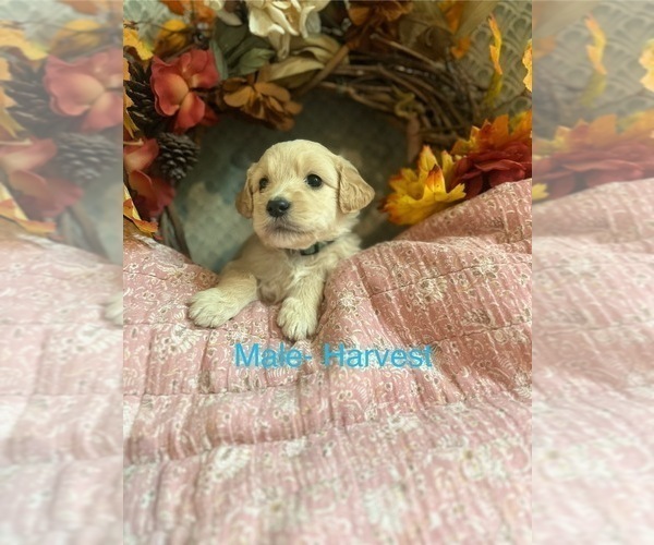 Medium Photo #9  Breeder Profile in BLANCHESTER, OH, USA