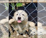 Small Photo #3  Breeder Profile in SCOTTSVILLE, KY, USA
