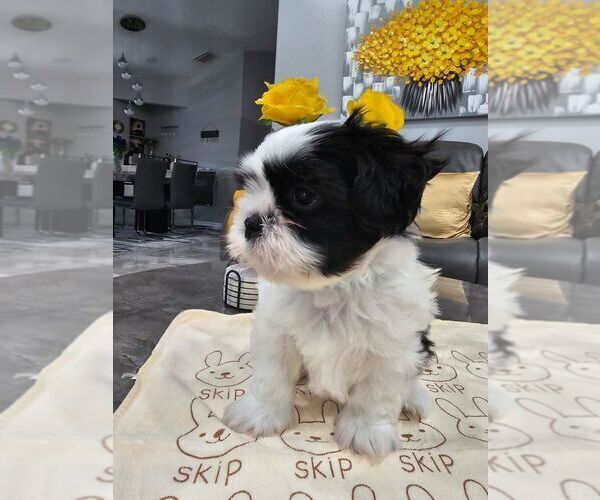 Medium Photo #1  Breeder Profile in NORTH PORT, FL, USA