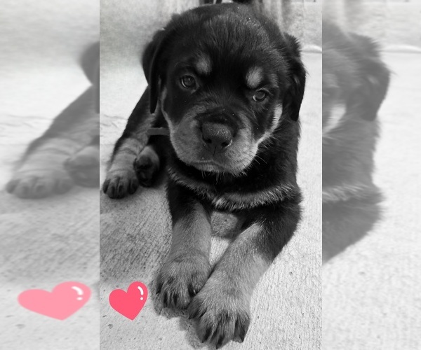 Medium Photo #7  Breeder Profile in BONAPARTE, IA, USA