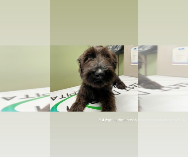 Medium Photo #1  Breeder Profile in ROSEVILLE, MI, USA
