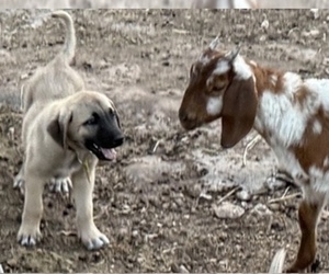 Anatolian Shepherd Dog Breeder near MOUNTAIN HOME, TX, USA