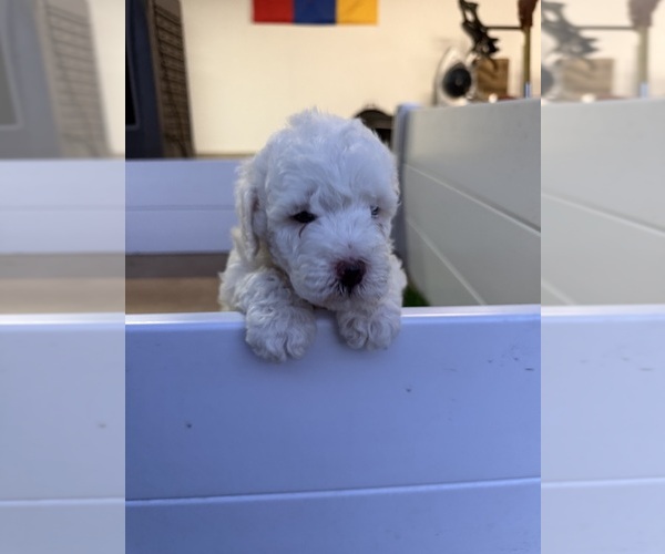 Medium Photo #6  Breeder Profile in SAN ANTONIO, TX, USA