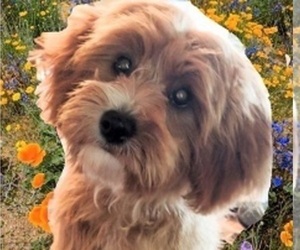 Cavachon-Poodle (Miniature) Mix Dog Breeder near FREWSBURG, NY, USA