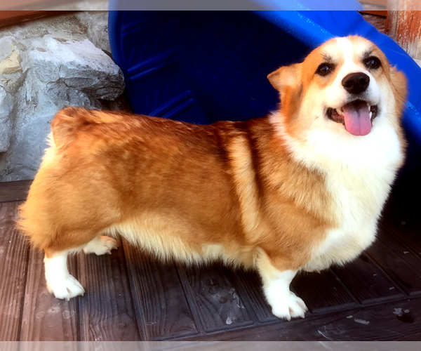 Medium Photo #1  Breeder Profile in PADUCAH, KY, USA