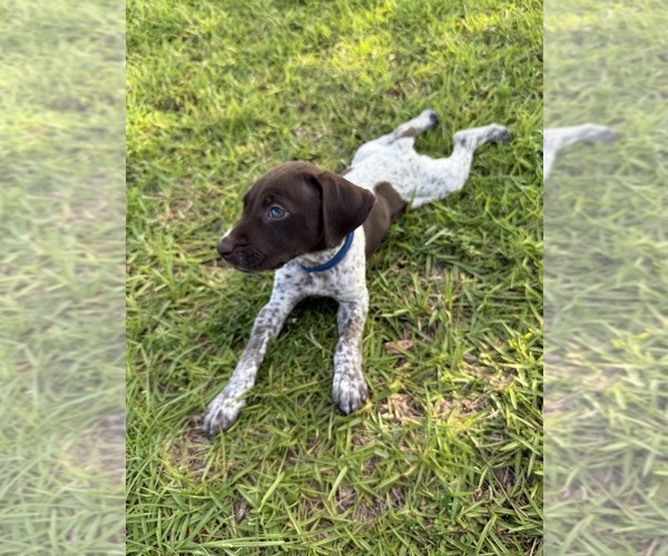 Medium Photo #28  Breeder Profile in LYONS, GA, USA