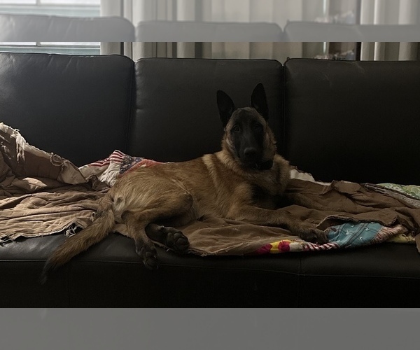 Medium Photo #18  Breeder Profile in WILLIAMS, CA, USA