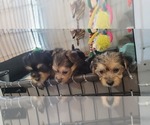 Small #312 Breeder Profile image