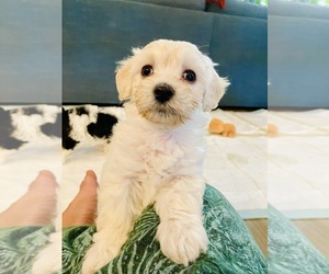 Maltipoo Dog Breeder near SAN ANTONIO, TX, USA