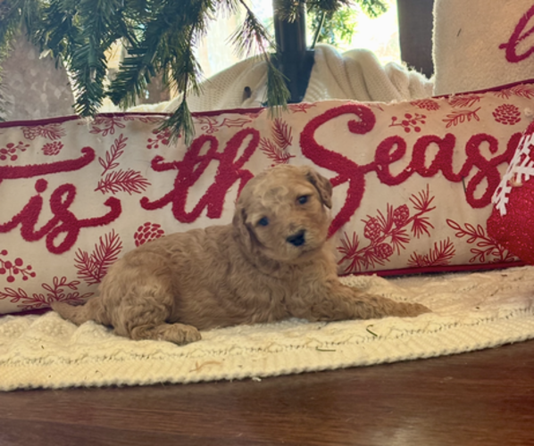 Medium Photo #20  Breeder Profile in DEXTER, MO, USA