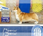 Small #9 Breeder Profile image