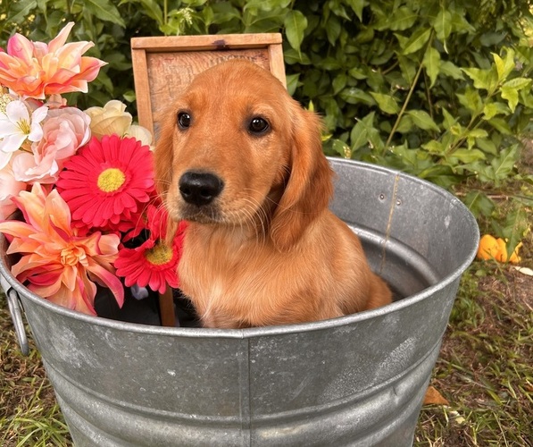 Medium Photo #1  Breeder Profile in BLACK RIVER FALLS, WI, USA