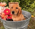 Small breeder photo