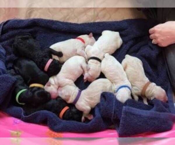 Medium Photo #1  Breeder Profile in FAYETTEVILLE, NC, USA