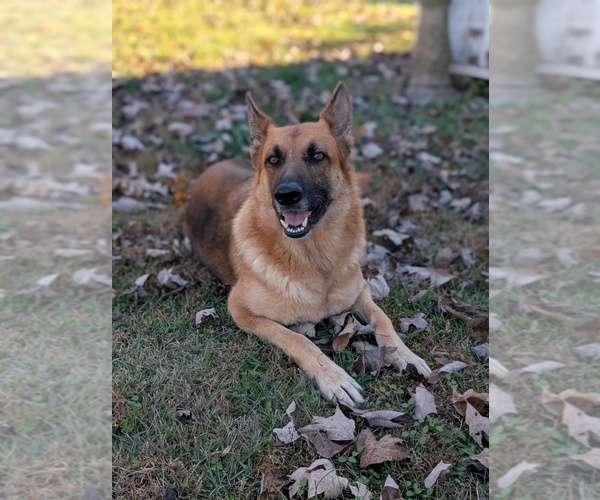 Medium Photo #1  Breeder Profile in BENSON, NC, USA