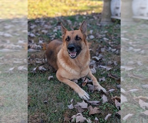 Rottweiler Dog Breeder near BENSON, NC, USA