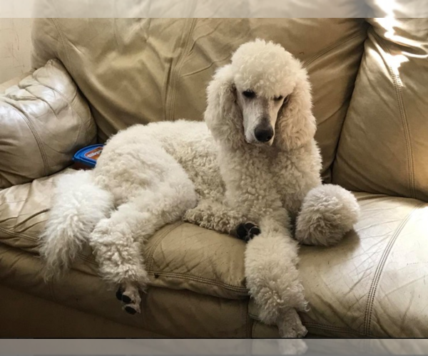 Medium Photo #1  Breeder Profile in HUBERT, NC, USA