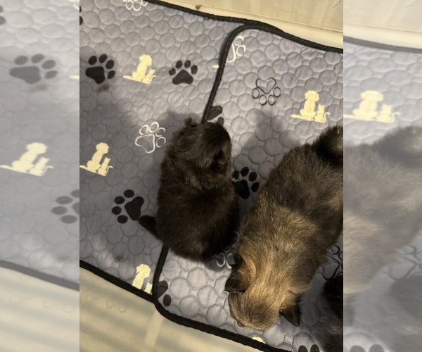 Medium Photo #23  Breeder Profile in BLACKSHEAR, GA, USA