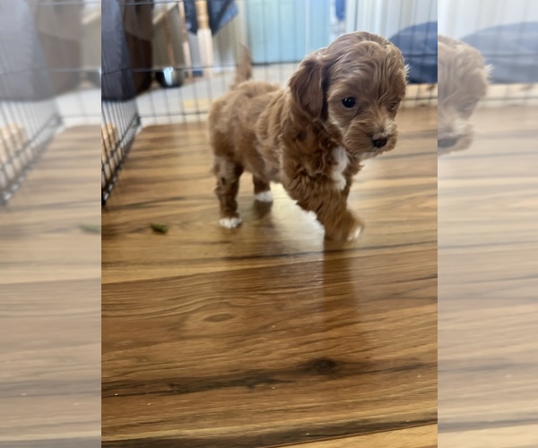 Medium Photo #2  Breeder Profile in NEPHI, UT, USA