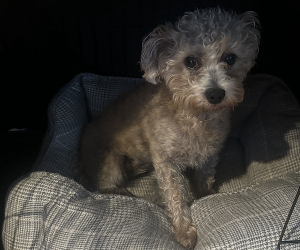 Medium Photo #1  Breeder Profile in FOREST PARK, IL, USA