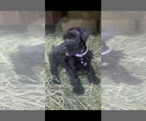 Medium Photo #4  Breeder Profile in PORT ORANGE, FL, USA