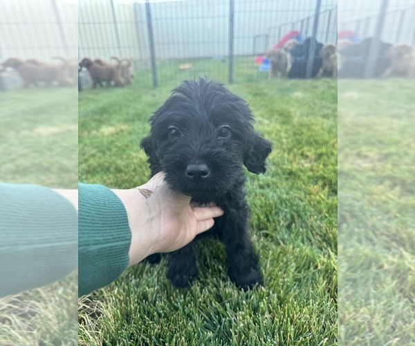 Medium Photo #1  Breeder Profile in STAR, ID, USA