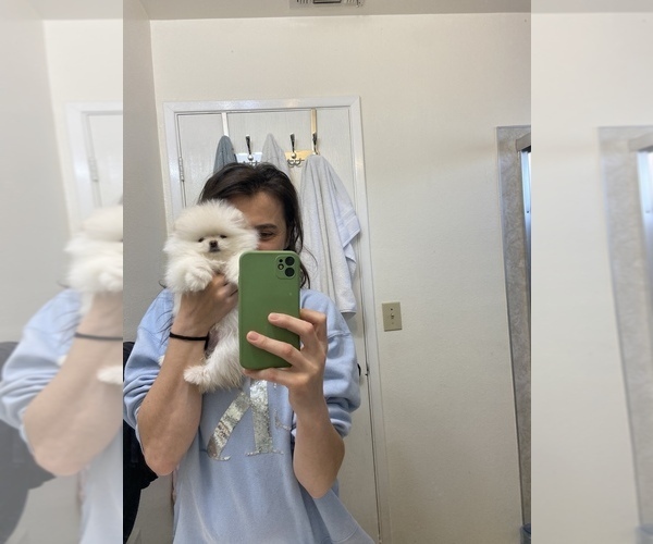 Medium Photo #1  Breeder Profile in GRESHAM, OR, USA