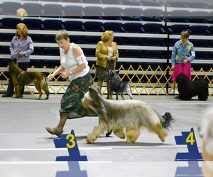 Briard Dog Breeder near FRANKFORD, WV, USA