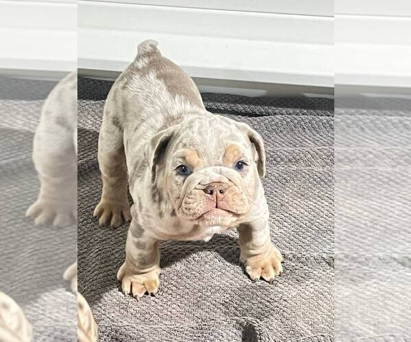 Medium Photo #1  Breeder Profile in GILBERT, AZ, USA