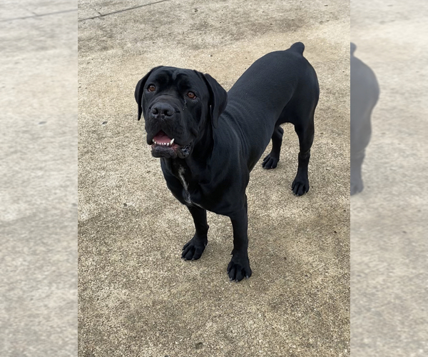 Medium Photo #1  Breeder Profile in CLAREMORE, OK, USA