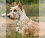 Small #8 Breeder Profile image