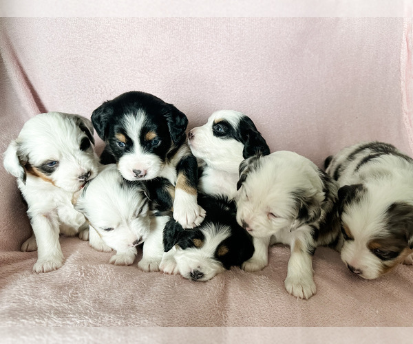 Medium Photo #1  Breeder Profile in MELROSE, NY, USA