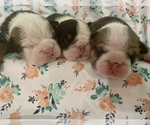 Small breeder photo