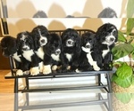Small breeder photo