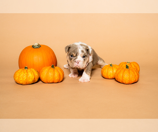 Medium Photo #13  Breeder Profile in HOUSTON, TX, USA