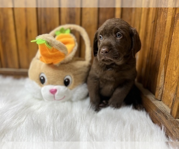 Medium Photo #61  Breeder Profile in NEOLA, WV, USA